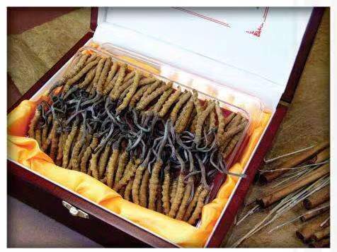 平乡冬虫夏草回收